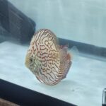 Silver Pigeon Discus, Proven Breeding Pair photo review