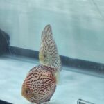 Silver Pigeon Discus, Proven Breeding Pair photo review