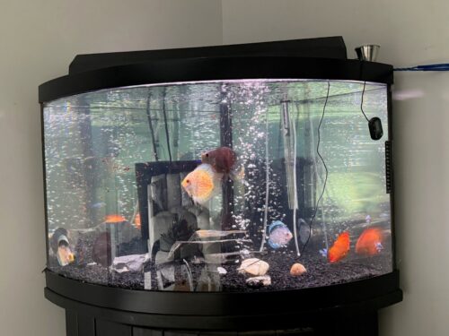 Click to view full screen Blue Mercury Discus photo review