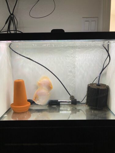 Snow White Discus, Proven Breeding Pair photo review