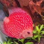 Super Pigeon Snakeskin Discus, Yellow Base photo review