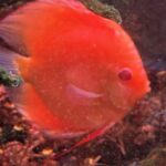 Albino Red Golden Melon Discus photo review