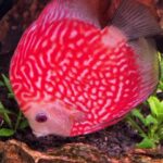 Super Pigeon Snakeskin Discus, Yellow Base photo review