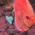 Albino Red Golden Melon Discus photo review