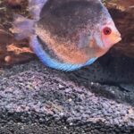 Blue Mercury Discus photo review