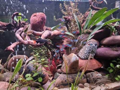 Cardinal Tetra (As seen at National Aquarium), Fat AAA Grade photo review