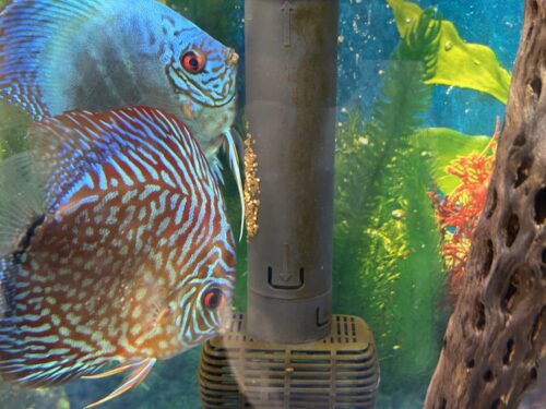 Click to view full screen High Bodied Blue Cobalt Discus photo review