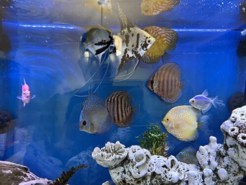 Click to view full screen Yellow Pigeon Blood Discus photo review