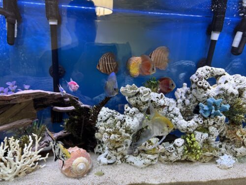 Click to view full screen Rose Red Discus, Dark Base photo review