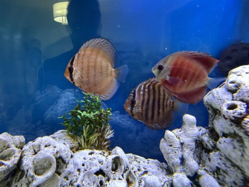 Click to view full screen Red Alenquer Cross Discus photo review