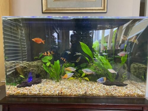 German Electric Blue Chili Ram Cichlid photo review