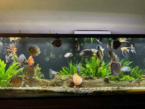 Click to view full screen Blue-Faced Heckel Alenquer Cross Discus photo review