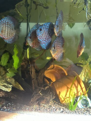 Click to view full screen High Bodied Blue Tiger Turquoise Discus photo review